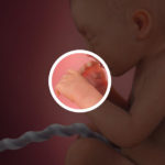 Samen Zwanger _ 32 weken zwanger – trimester 3 week 32 foto (2)
