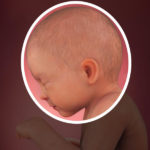 Samen Zwanger _ 33 weken zwanger – trimester 3 week 33 foto (1)