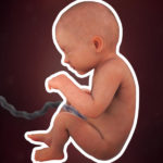 Samen Zwanger _ 33 weken zwanger – trimester 3 week 33 foto (2)