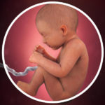 Samen Zwanger _ 34 weken zwanger – trimester 3 week 34 foto (1)