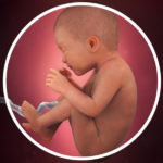 Samen Zwanger _ 35 weken zwanger – trimester 3 week 35 foto (2)