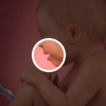 Samen Zwanger _ 36 weken zwanger – trimester 3 week 36 foto (1)
