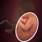 Samen Zwanger _ 36 weken zwanger – trimester 3 week 36 foto (2)
