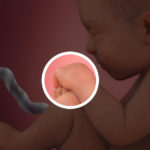 Samen Zwanger _ 38 weken zwanger – trimester 3 week 38 foto (2)