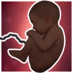 Samen Zwanger _ 41 weken zwanger – trimester 3 week 41 foto (1)