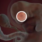 Samen Zwanger _ 7 weken zwanger 3 – trimester 1 week 7