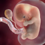 Samen Zwanger _ 8 weken zwanger – trimester 1 week 8 foto 1