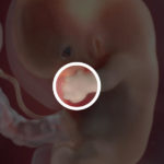 Samen Zwanger _ 8 weken zwanger – trimester 1 week 8 foto 3