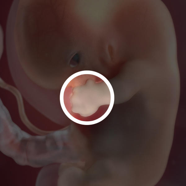 Samen Zwanger _ 8 weken zwanger - trimester 1 week 8 foto 1