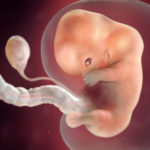 Samen Zwanger _ 9 weken zwanger – trimester 1 week 9 foto 1