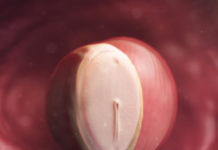 Week 4 Samen Zwanger_4 weken zwanger 1