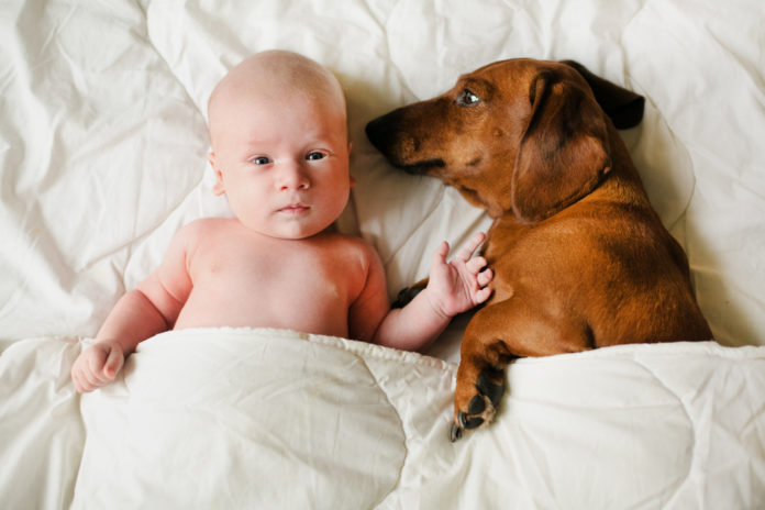 Samen Zwanger - De hond van Sanne was bij haar bevalling 'Ik voelde me heel veilig'