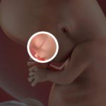 Samen Zwanger _ 10 weken zwanger – trimester 1 week 10 foto 3