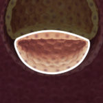 Samen Zwanger _ 3 weken zwanger – trimester 1 week 3 foto (2)