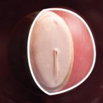 Samen Zwanger _ 4 weken zwanger – trimester 1 week 4 foto (1)