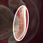 Samen Zwanger _ 5 weken zwanger – trimester 1 week 5 foto (1)