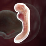 Samen Zwanger _ 5 weken zwanger – trimester 1 week 5 foto (2)