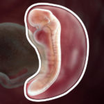 Samen Zwanger _ 5 weken zwanger – trimester 1 week 5 foto (3)