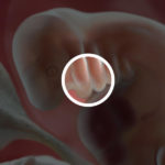 Samen Zwanger _ 6 weken zwanger – trimester 1 week 6 foto (1)