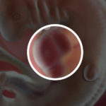 Samen Zwanger _ 6 weken zwanger – trimester 1 week 6 foto (2)