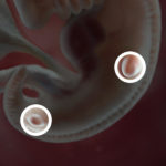 Samen Zwanger _ 6 weken zwanger – trimester 1 week 6 foto (3)