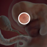 Samen Zwanger _ 7 weken zwanger – trimester 1 week 7 foto (1)