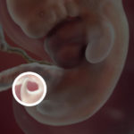 Samen Zwanger _ 7 weken zwanger – trimester 1 week 7 foto (2)