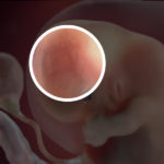 Samen Zwanger _ 8 weken zwanger – trimester 1 week 8 foto (2)