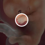 Samen Zwanger _ 9 weken zwanger – trimester 1 week 9 foto 2