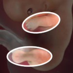 Samen Zwanger _ 9 weken zwanger – trimester 1 week 9 foto 3
