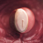 SamenZwanger_4wekenzwanger_600x600_1