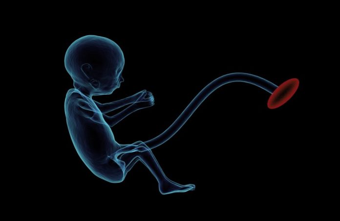 Samen Zwanger - Je placenta opeten is nutteloos en niet zonder risico
