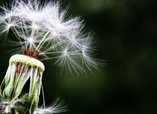 Waarom veel mensen allergie krijgen Samen Zwanger - Waarom veel mensen allergie krijgen