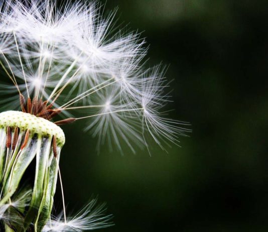 Waarom veel mensen allergie krijgen Samen Zwanger - Waarom veel mensen allergie krijgen