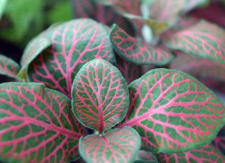 De beste planten voor de babykamer Samen Zwanger - De beste planten voor de babykamer