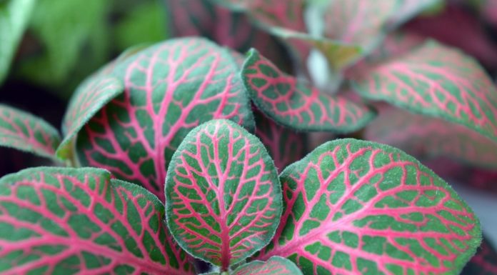 De beste planten voor de babykamer Samen Zwanger - De beste planten voor de babykamer