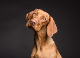 De reden waarom honden hun poot op jouw zwangere buik leggen Samen Zwanger - De reden waarom honden hun poot op jouw zwangere buik leggen