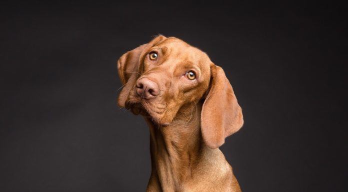 De reden waarom honden hun poot op jouw zwangere buik leggen Samen Zwanger - De reden waarom honden hun poot op jouw zwangere buik leggen